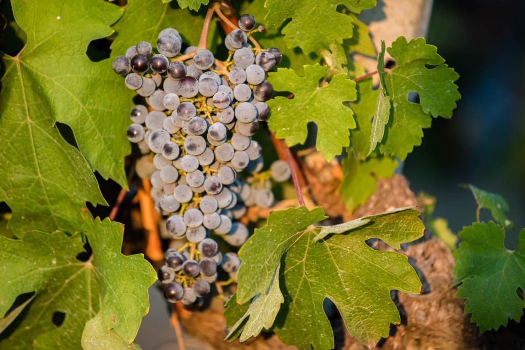 Gravello IGT Calabria Red Wine from Calabria Librandi Winery