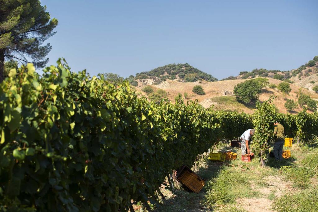 Gravello IGT Calabria Red Wine from Calabria Librandi Winery